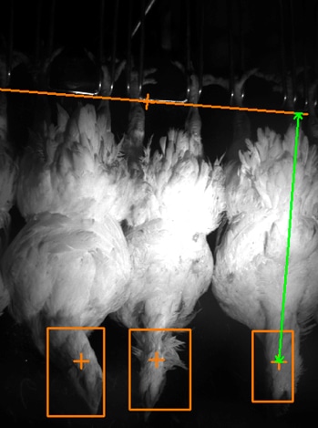 poultry-machine-vision-3